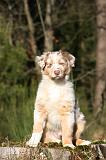 BERGER AUSTRALIEN PUPPIES 656